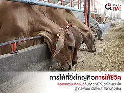 ดอกเตอร์แนทคลินิก ร่วมไถ่ชีวิตโค-กระบือ ณ โรงฆ่าสัตว์วัฒนามีทโปรดัก